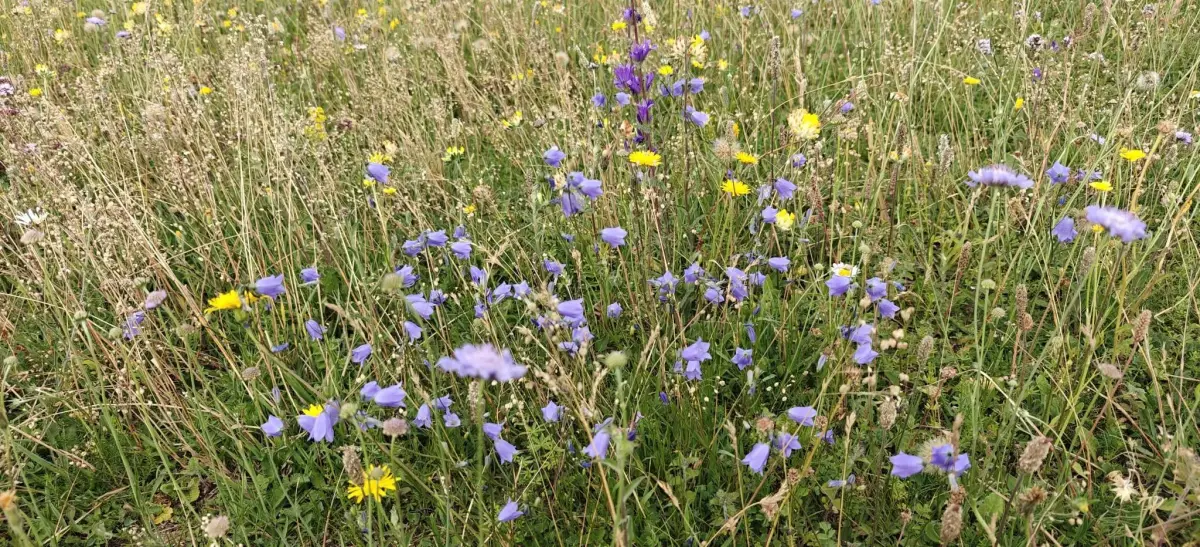 Harebells, small scabious and yellow hawkbit flowering together in long grass on Old Down