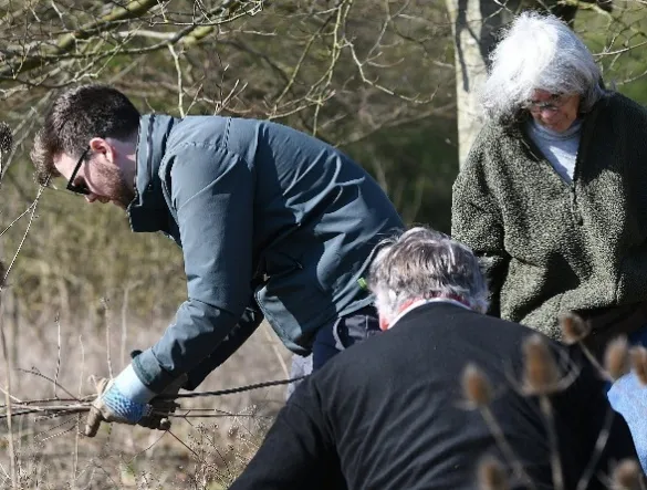 Volunteers cutting back scrub and dead teasel stems on a bright winter's day