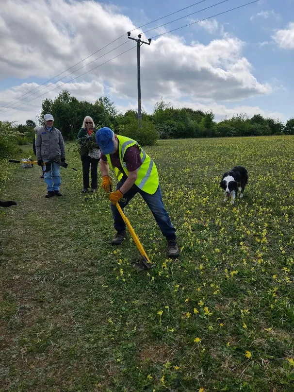 Three volunteers in hi-vis vests clearing plants by hand among cowslips, watched by a collie