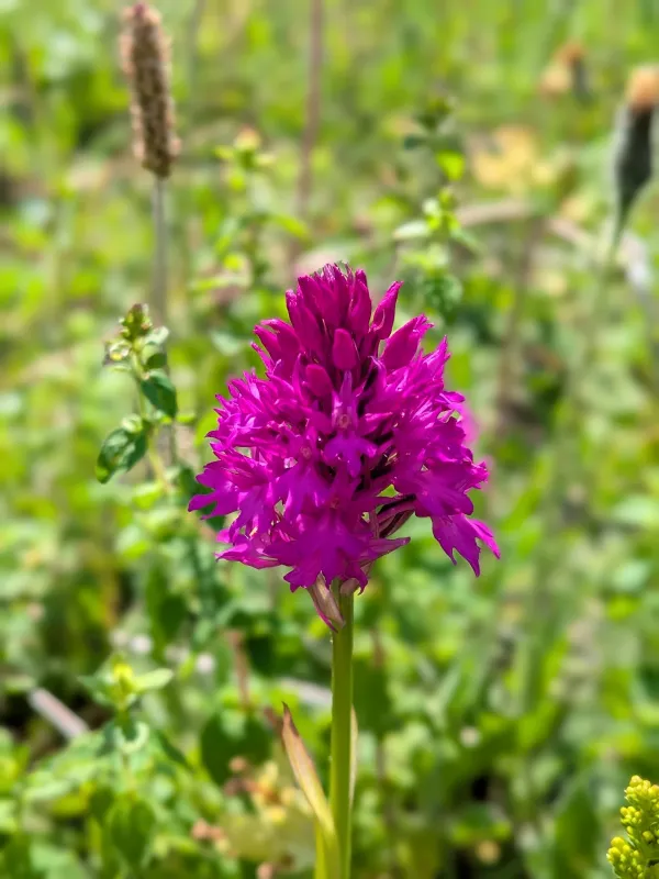 A pyramidal orchid in bloom on Old Down