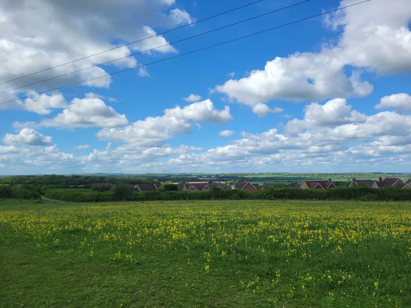 A meadow full of yellow cowslips on Old Down in spring