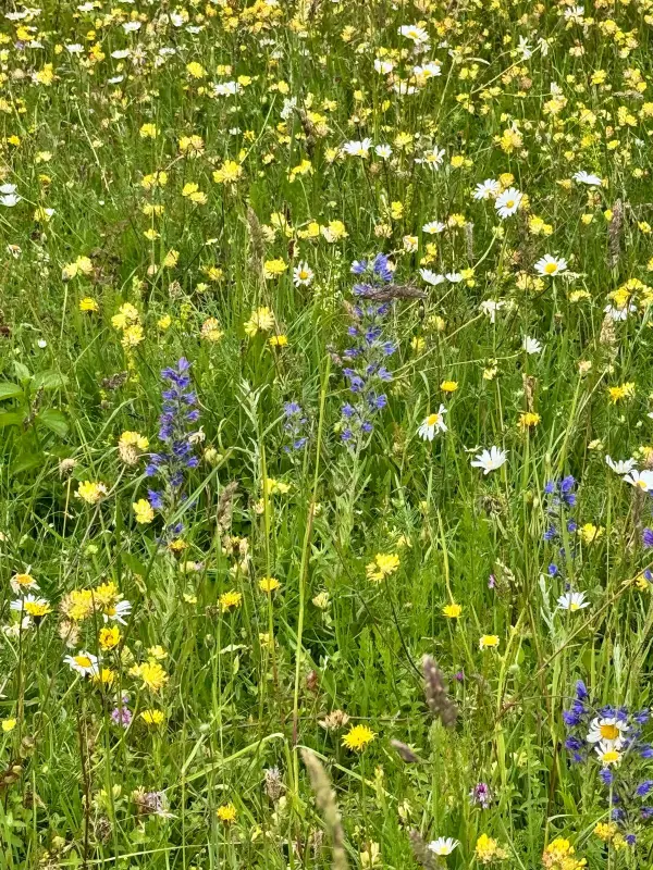 Viper's bugloss, oxeye daisies and yellow wildflowers growing together on Old Down