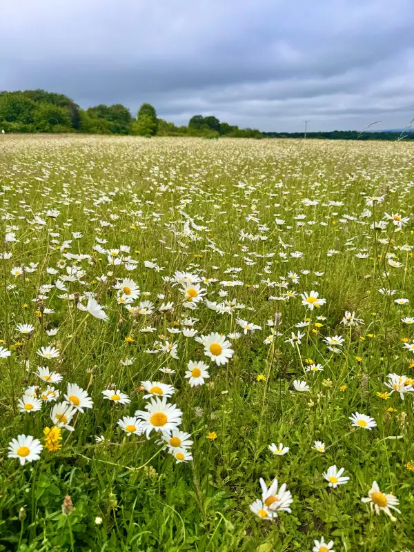 A meadow carpeted in oxeye daisies stretching to the horizon